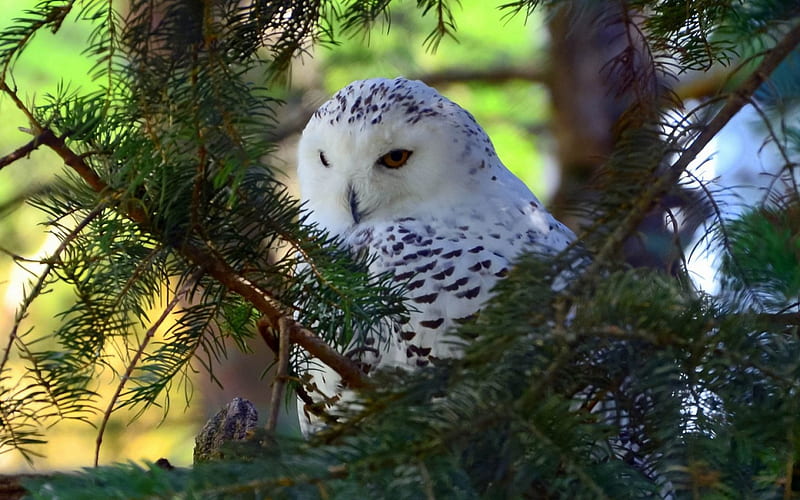 Snowy owl, cute, owl, tree, needles, bird, white, snowy, HD wallpaper
