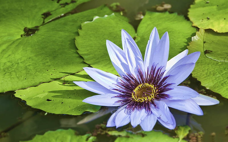 blue water lily-flowers graphy, HD wallpaper