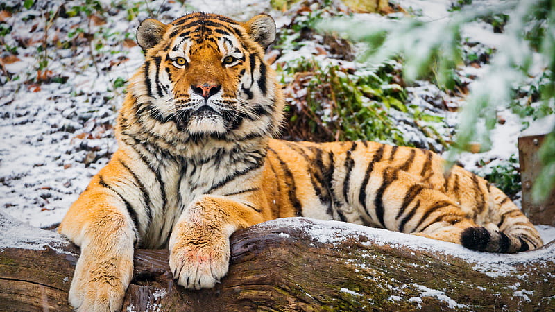 siberian tiger, lying down, resting, predator, big cats, winter, wildlife, Animal, HD wallpaper
