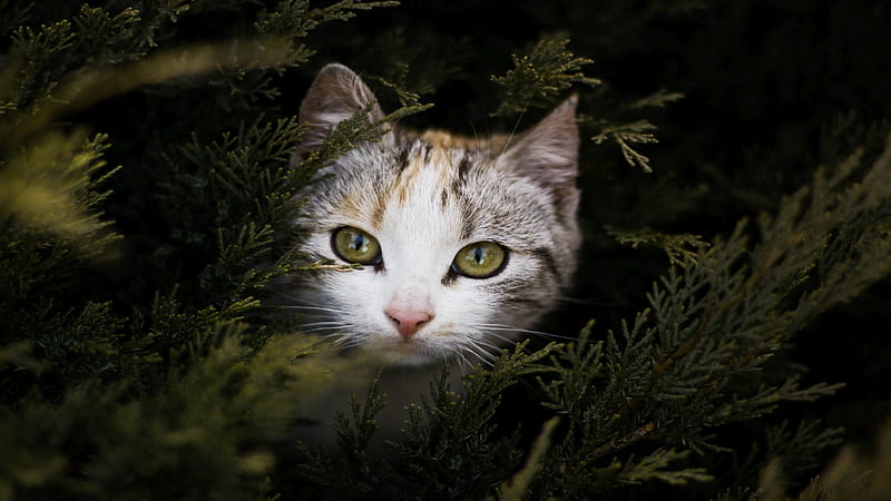 A cat in its hideout, Snapshot, pretty, Foto, Predator, curious, Pine, cute Feline, Pine Branches, beautyfull, Cat, Felidae, graphy, HD wallpaper
