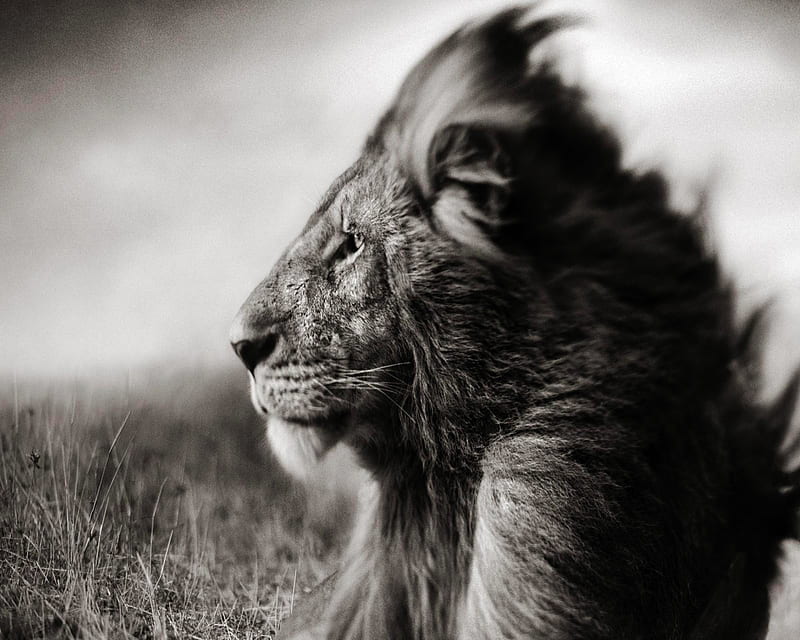 Lion, black and white, dark, lions, HD wallpaper