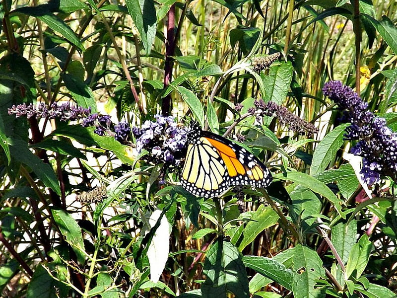monarch butterfly, black, butterfly, monarch, green, HD wallpaper