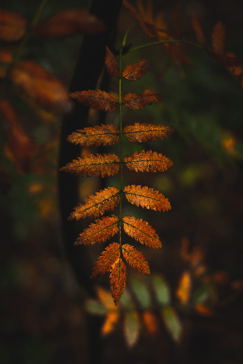 leaves, branches, autumn, macro, HD phone wallpaper