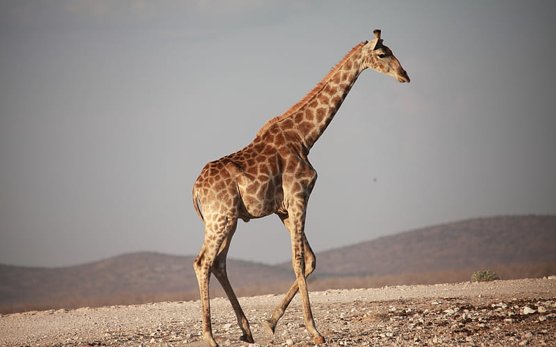 giraffe running, Africa, HD wallpaper