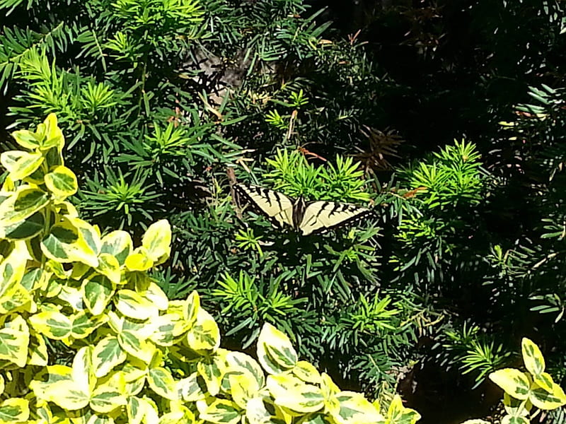 Butterfly, yellow, fly, bush, HD wallpaper