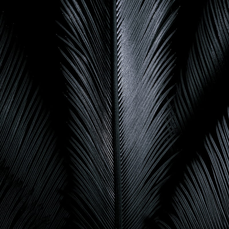 Gray shiny feathers on black background, HD phone wallpaper | Peakpx