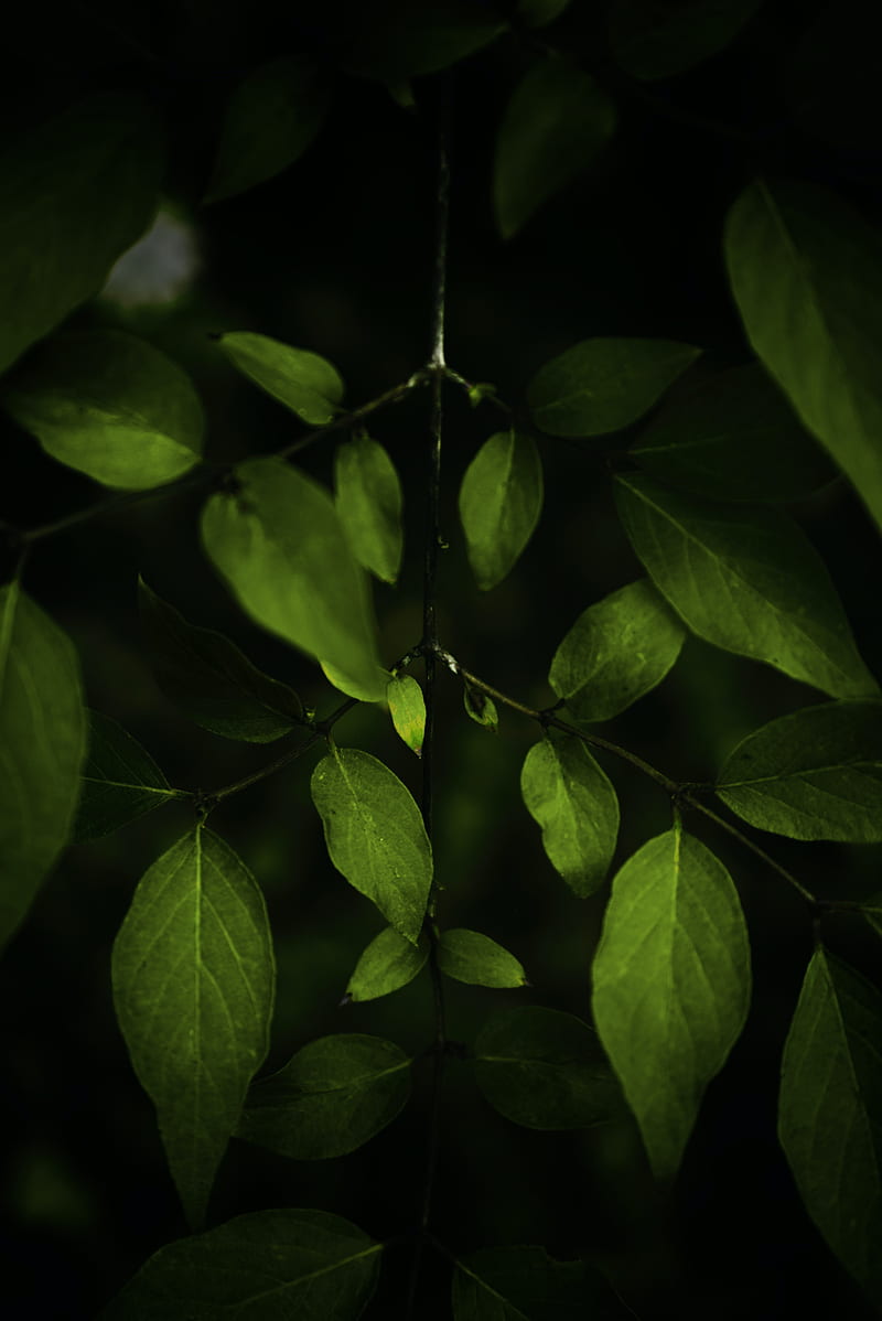 leaves, branches, dark, plant, macro, HD phone wallpaper