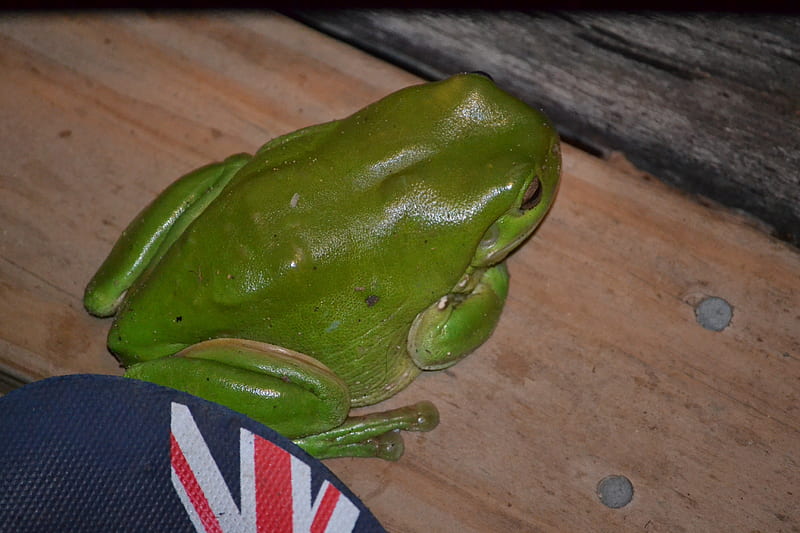 Green Tree Frog, Nikon D3100, frog, kermit, graphy, Brisbane, digital, tree frog, nature, Australia, animals, HD wallpaper
