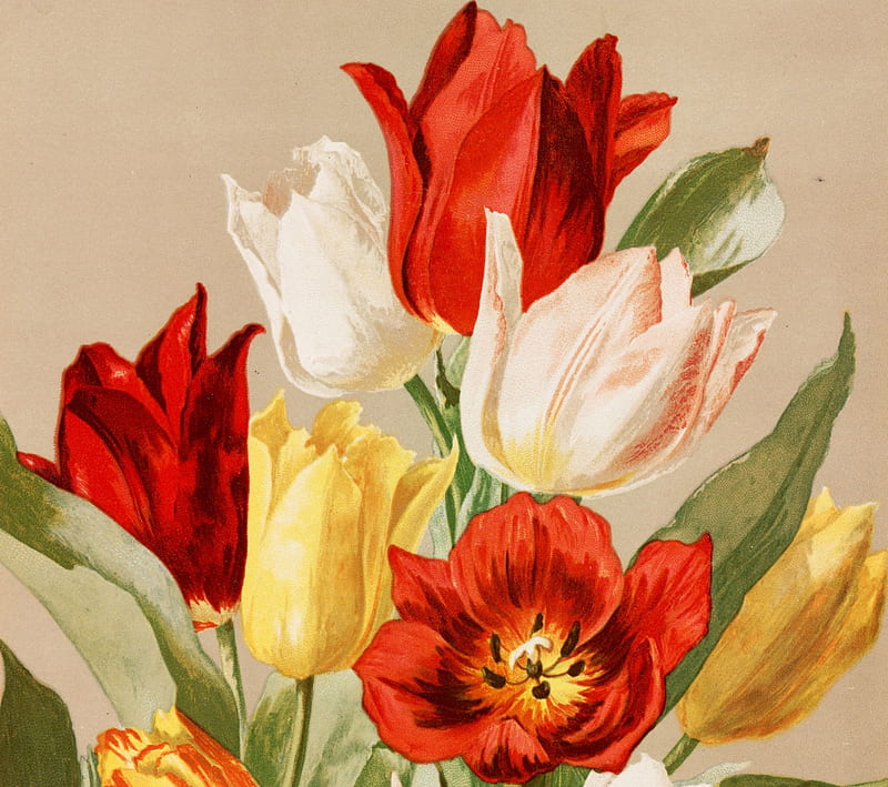 Tulips 4 Tulip, red, orange, green, yellow, flowers, tulips, white, HD wallpaper