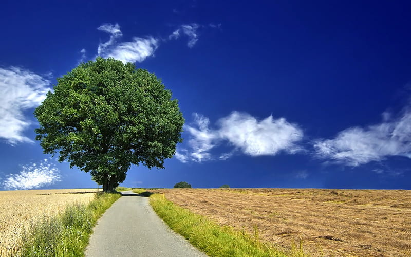Roadside Tree and Blue Sky, roads, nature, fields, trees, sky, blue, HD wallpaper
