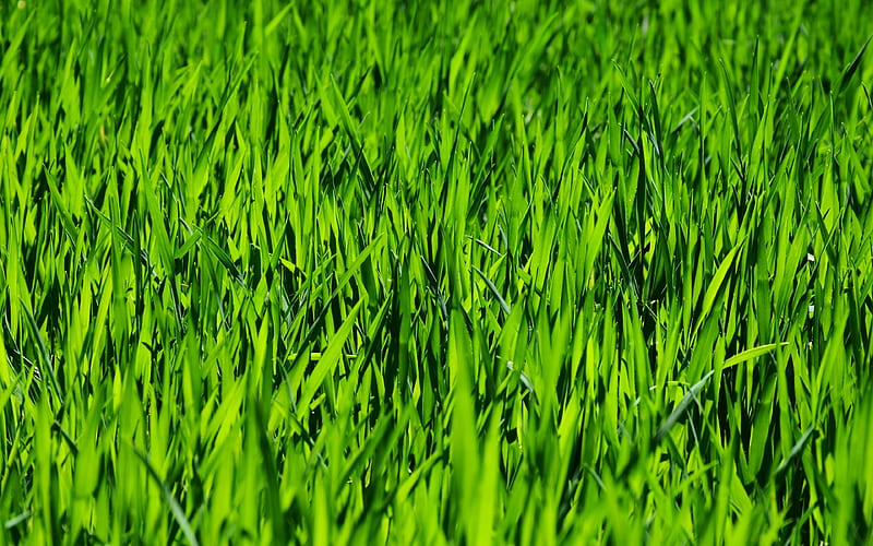 green grass texture, lawn, spring, macro, green background, grass textures, green grass, close-up, grass backgrounds, HD wallpaper