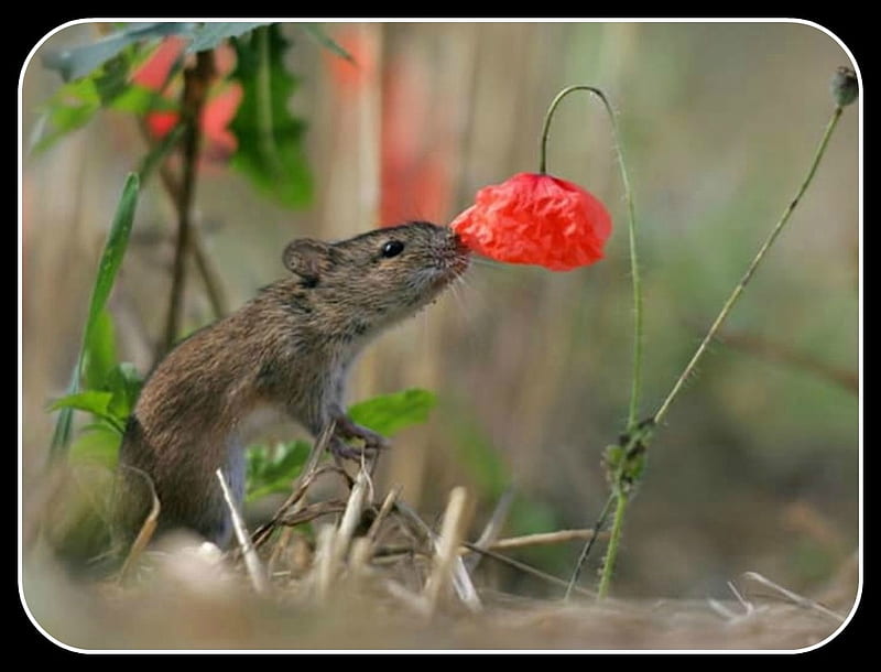 SMELLING A FLOWER, NATURE, CUTE, MOUSE, HD wallpaper