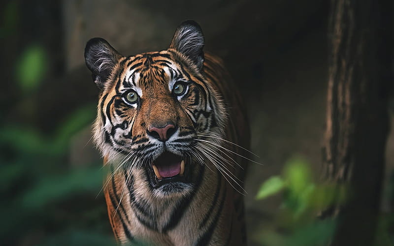 tiger, predator, wildlife, forest, jungle, wild cat, dangerous animals, HD wallpaper