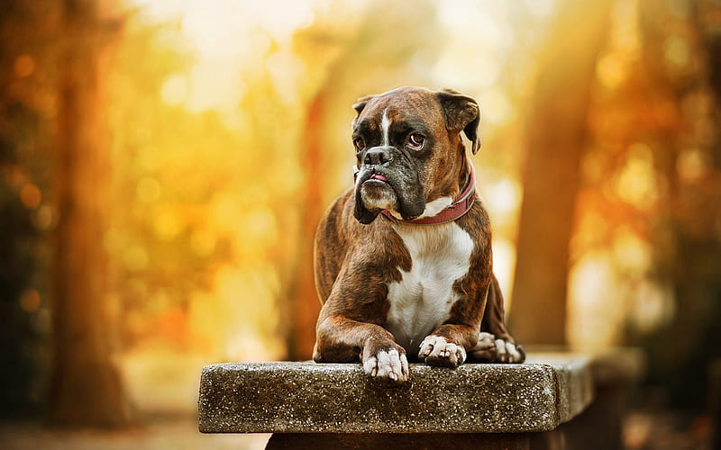 Boxer Dog, autumn, pets, brown boxer, forest, cute animals, dogs, Boxer, HD wallpaper