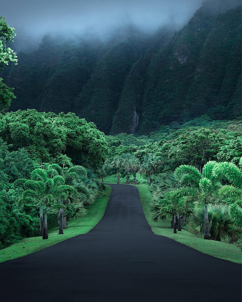 jungle, road, Hawaii, asphalt, mountains, green, HD phone wallpaper
