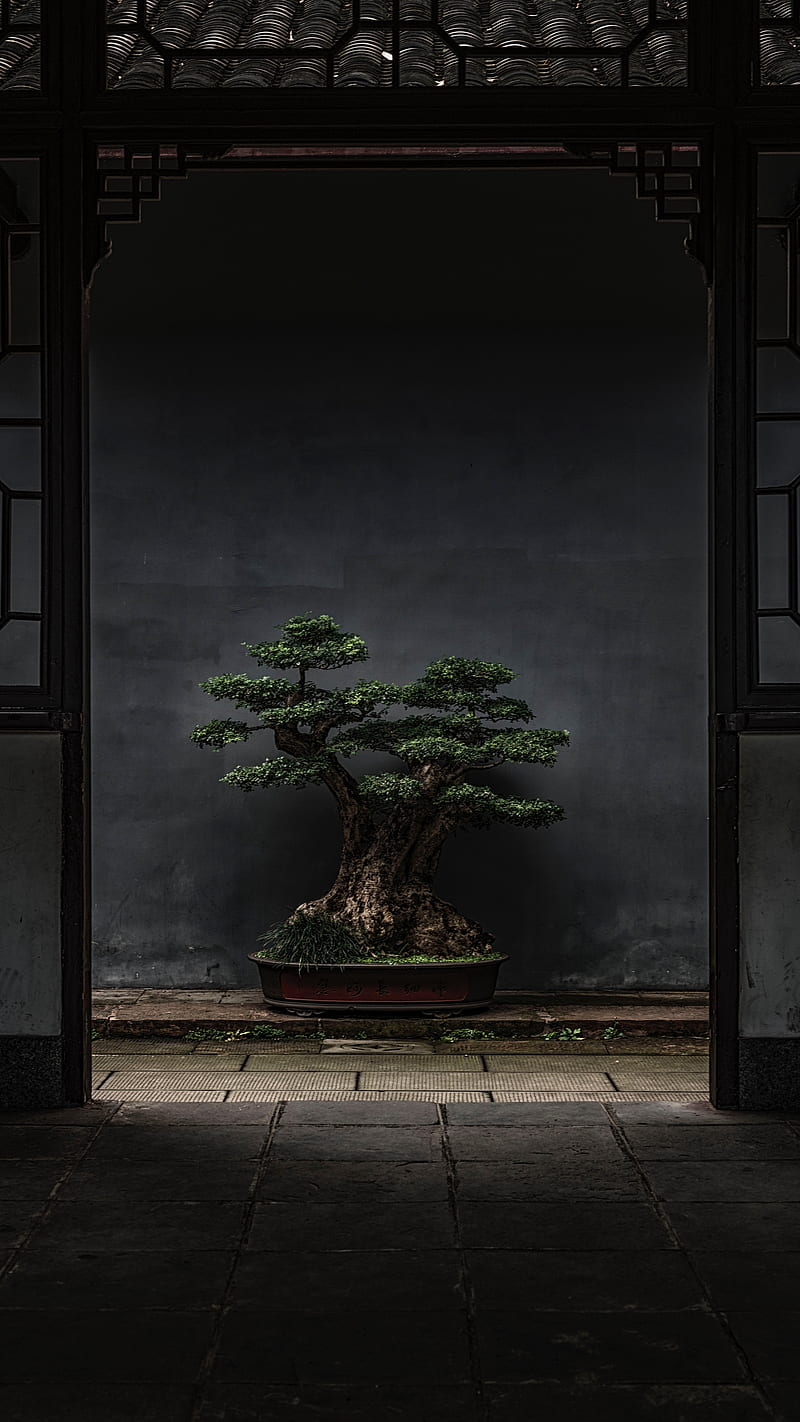 bonsai , tree, plant, decorative, door, HD phone wallpaper