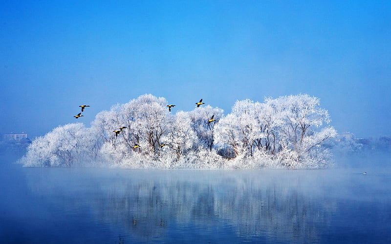 2018 Beautiful Winter Forest Lake Blue Sky, HD wallpaper