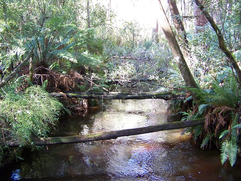 River in Hastings Reserve, logs, peaceful, beauty, river, HD wallpaper