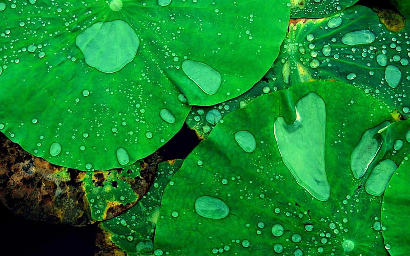 lotus leaf-Plant macro graphy, HD wallpaper
