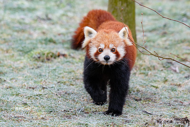 red panda, brown, fluffy, animal, wildlife, HD wallpaper