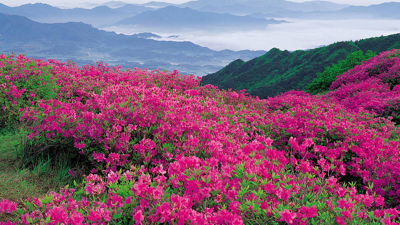Pink Bougainvillea Flowers Field Greenery Mountain Flowers, HD wallpaper