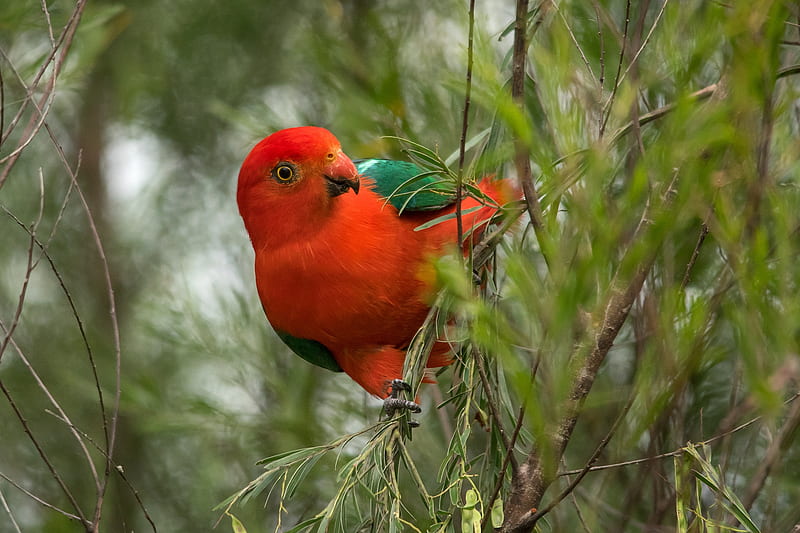 Birds, King Parrot, Australian King-Parrot, HD wallpaper