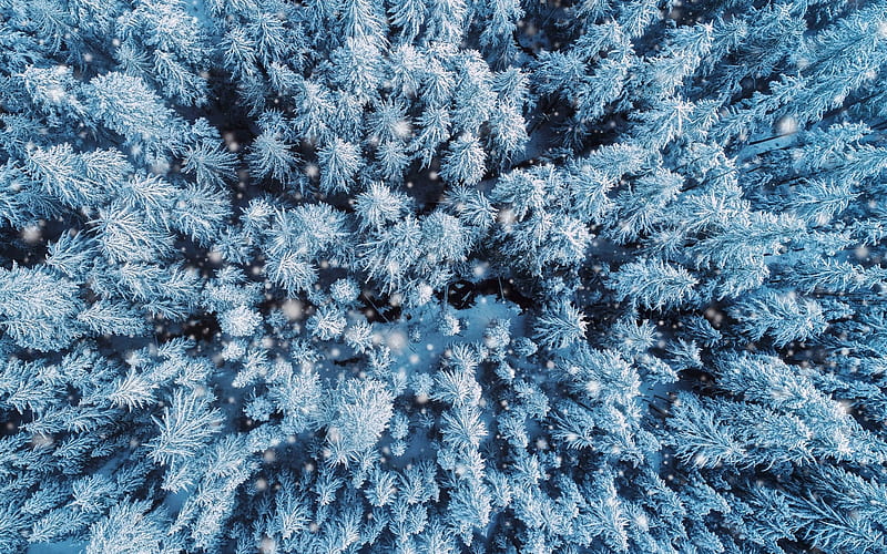 winter forest, top view, quadrocopter, winter, snow, forest, HD wallpaper
