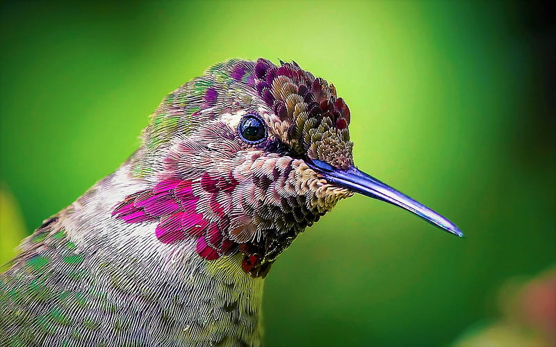 Hummingbird, close-up, beak, small bird, Trochilidae, HD wallpaper