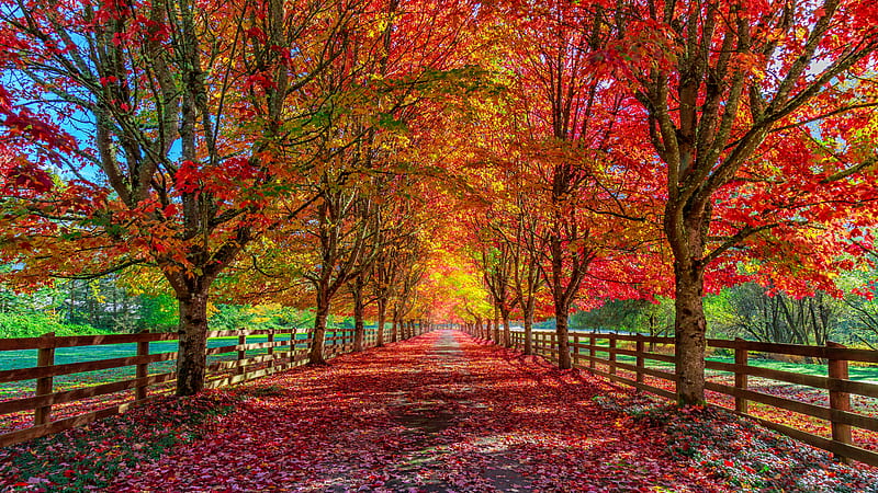 Country Road, colors, fall, road, countyr, HD wallpaper