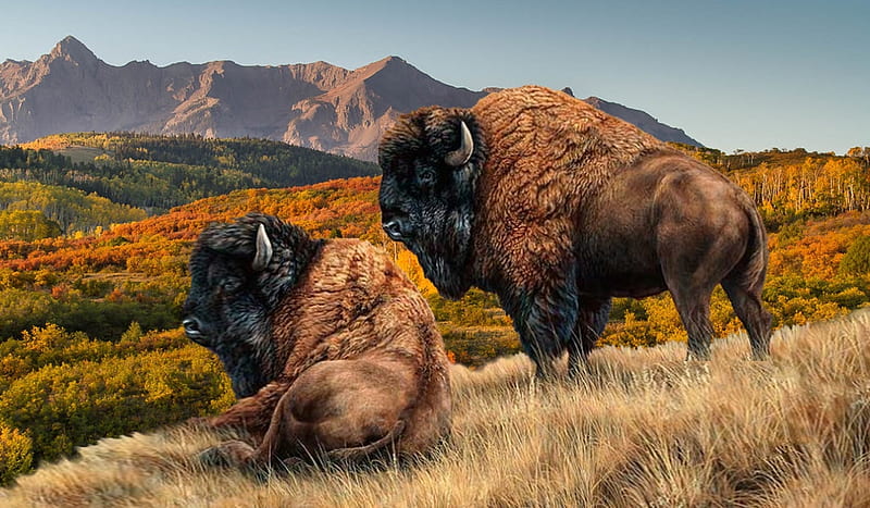 300 Best Buffalo Photos  100 Free Download  Pexels Stock Photos