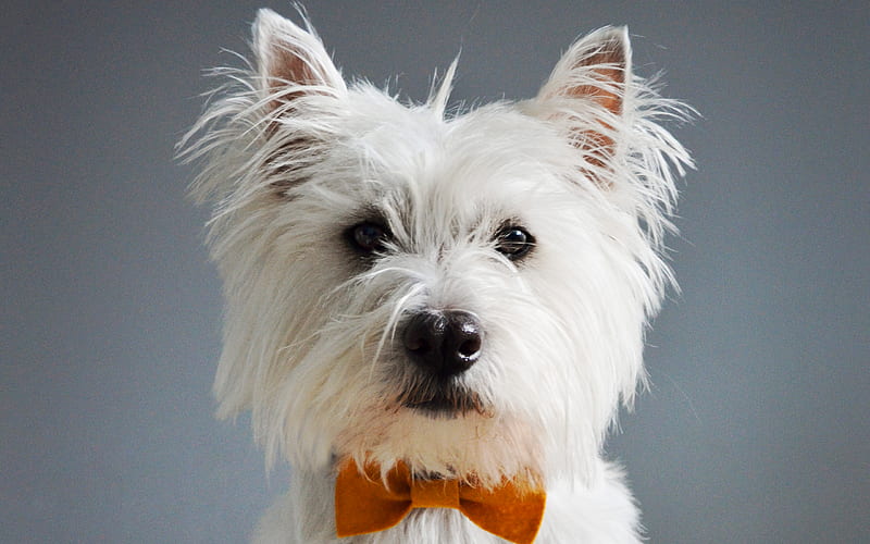 West Highland White Terrier, Cute dog, portrait, pets, small dogs, HD wallpaper
