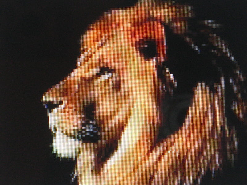 Proud, mane, golden, bonito, lion, animal, HD wallpaper
