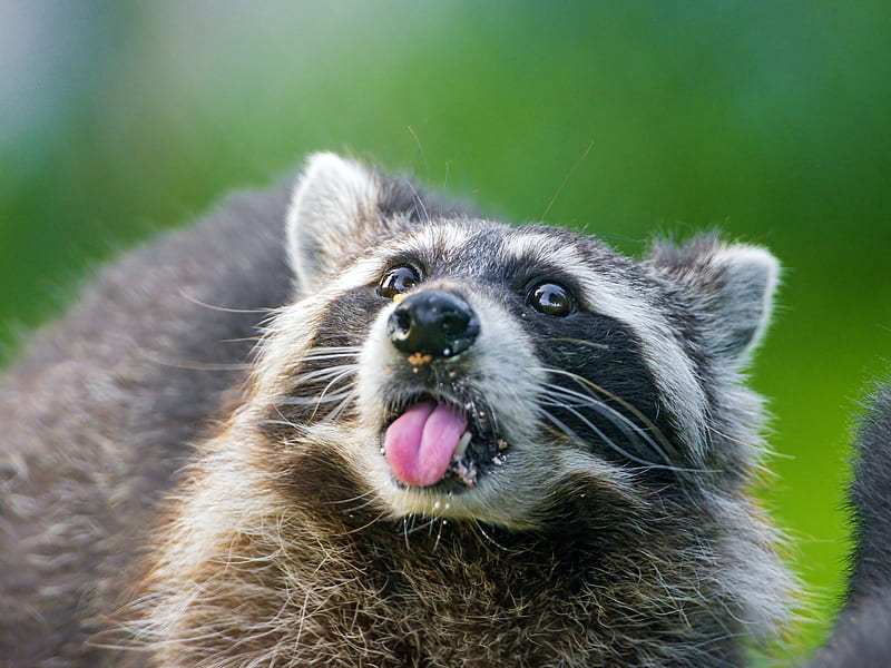 Raccoon tongue, animals, animal, HD wallpaper