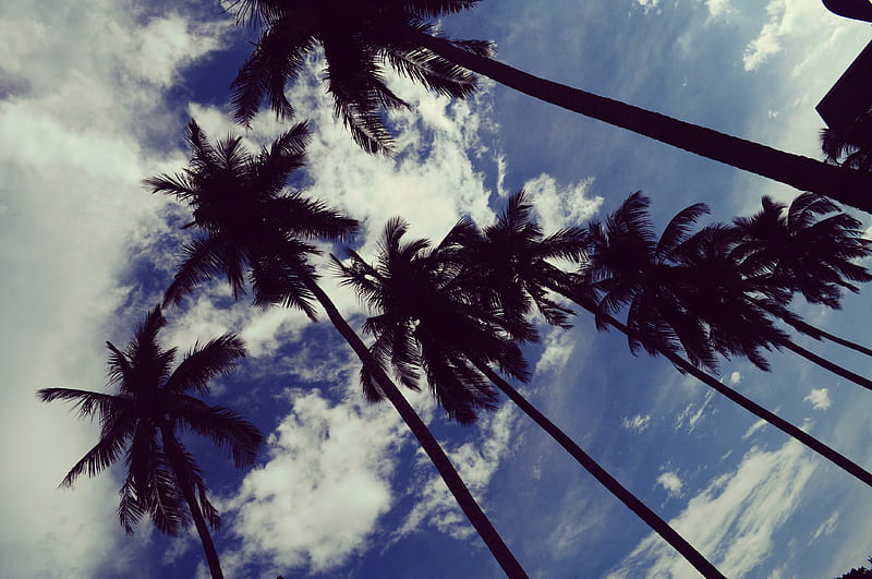palm trees, sky, clouds, trees, tropics, HD wallpaper