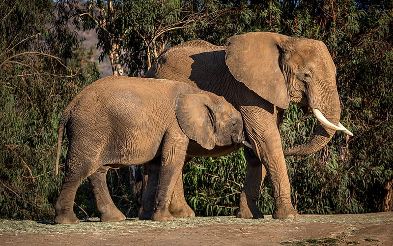 elephants, family, wildlife, africa, evening, sunset, elephant, wild animals, HD wallpaper
