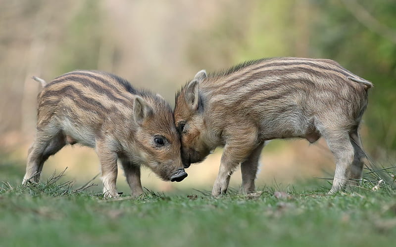 small wild boars, wildlife, funny animals, little pigs, forest, wild boars, HD wallpaper
