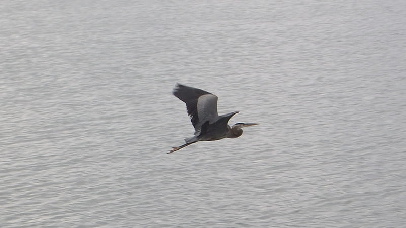 Grey Heron In Flight, nature, grey heron, bird, flying, HD wallpaper