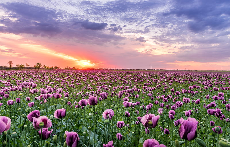 Purple Petaled Flower Field, HD wallpaper