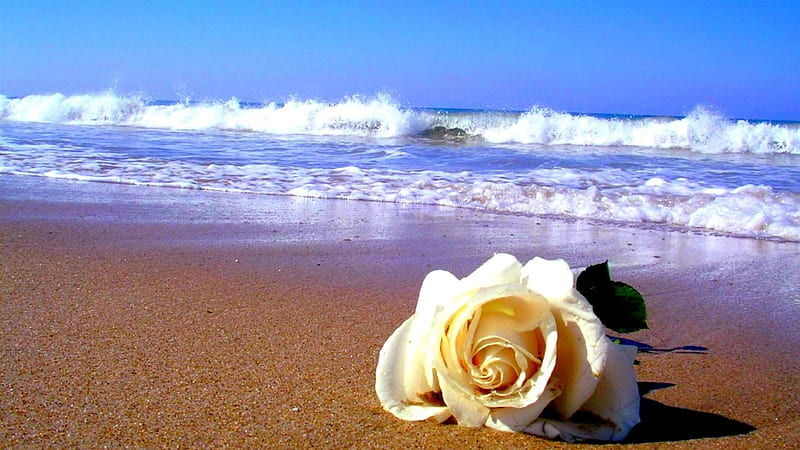 A rose on beach, beach, sand, rose, sea, HD wallpaper