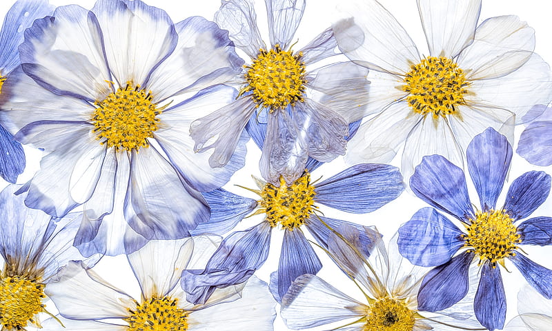:-), texture, flower, yellow, white, daisy, blue, HD wallpaper