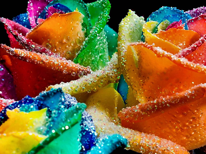 Rainbow roses, colorful, orange, rose, rainbow, trandafir, green, water drops, flower, pink, blue, HD wallpaper