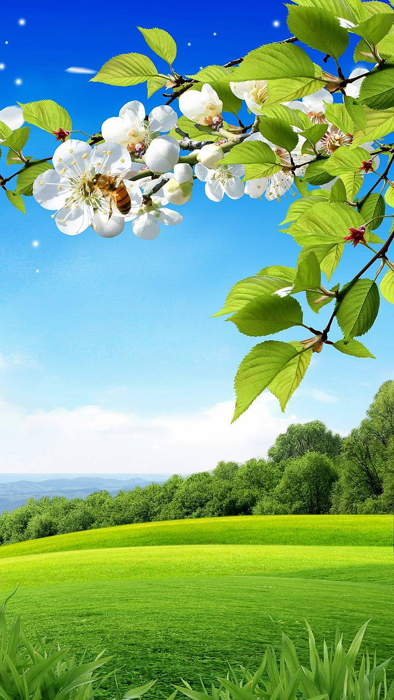 Spring, bonito, nature, HD phone wallpaper