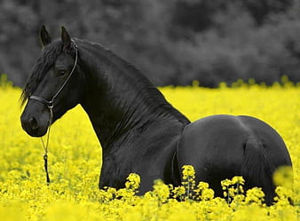 horses in flower fields