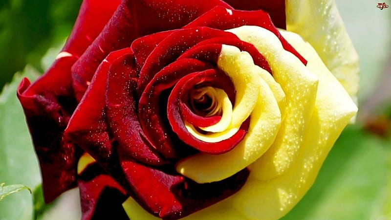 Variegated Rose, BEAUTY, NATURE, ROSE, FLOWERS, HD wallpaper