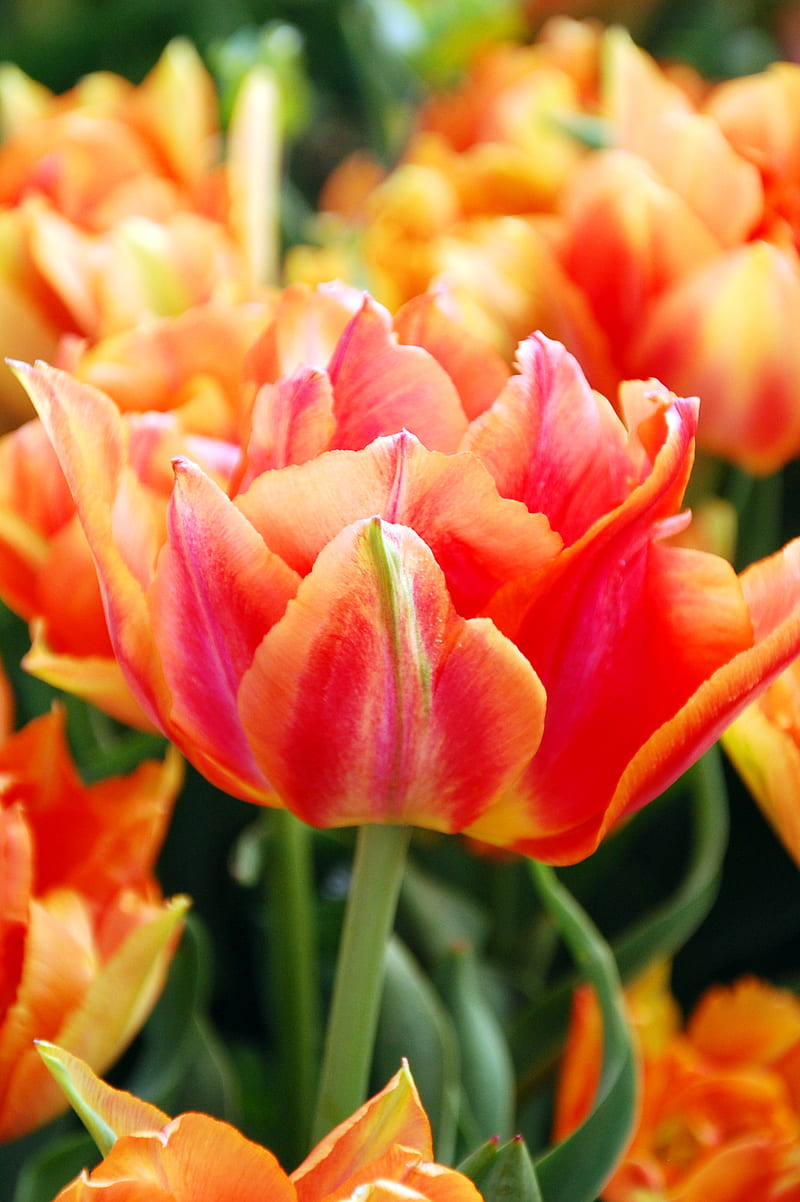 Orange Tulips, flower, meadow, tulip, HD phone wallpaper