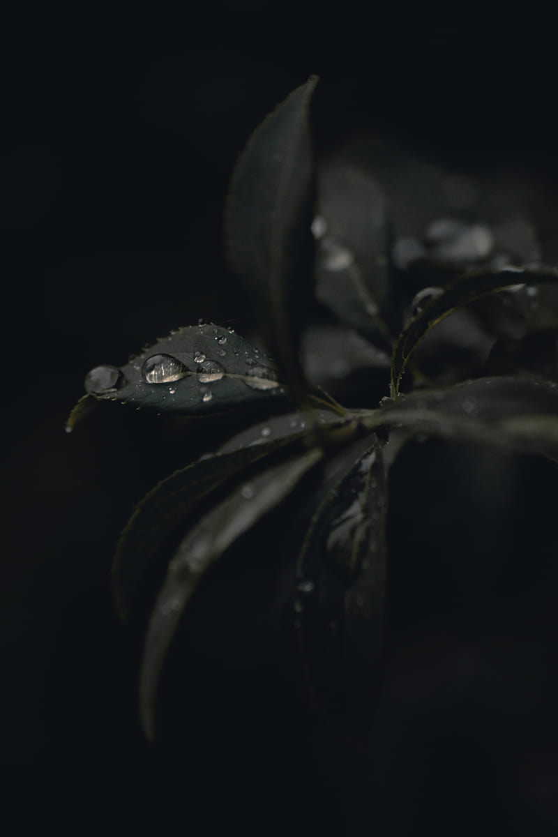 leaves, drops, dew, plant, dark, macro, HD phone wallpaper