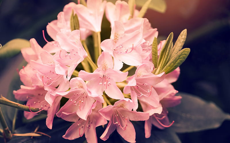 Beautiful pink rhododendron flowers-2016 High Quality, HD wallpaper