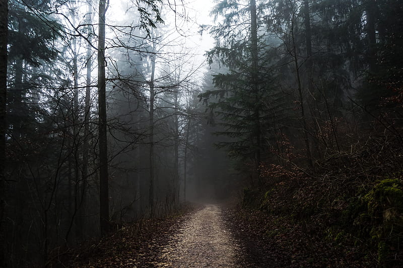 foggy forest, path, autumn, gloomy weather, Nature, HD wallpaper