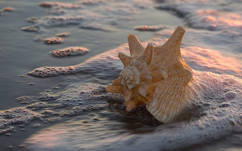 large seashell, coast, sea, sand, sunset, orange seashell, HD wallpaper