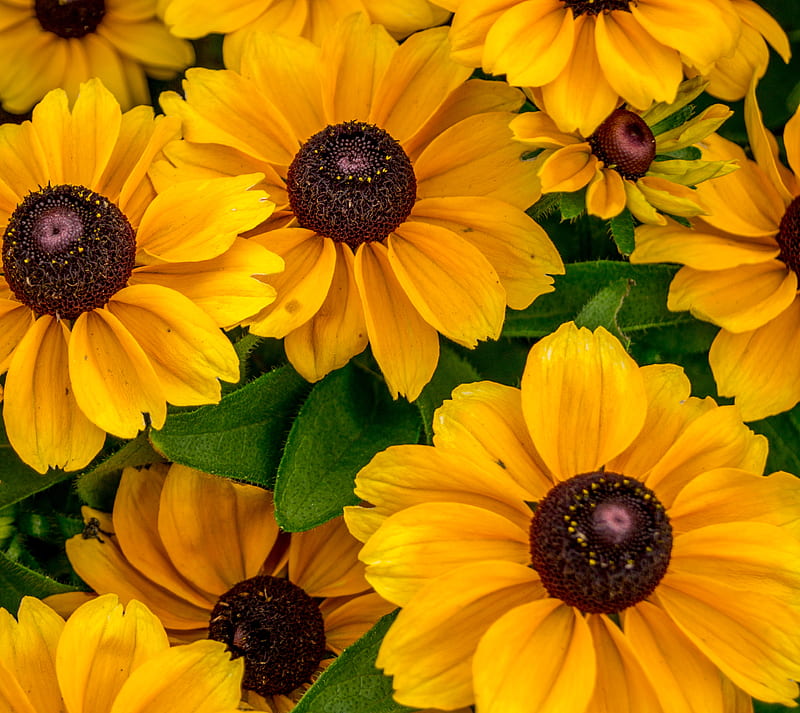 Black Eyed Susans, flowers, nature, purple, yellow, HD wallpaper